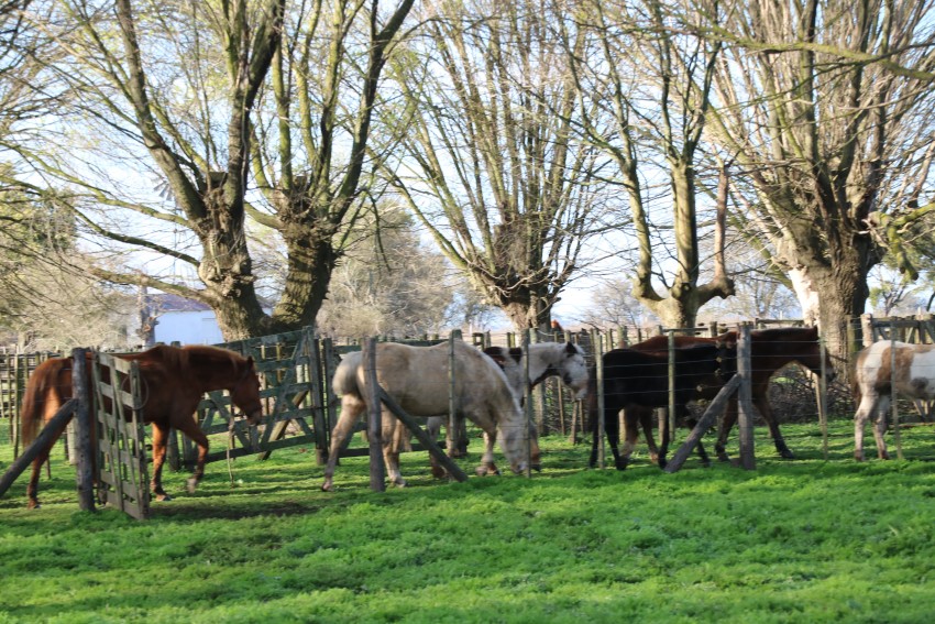 Ms de 20 caballos secuestrados permanecen en la Feria N 2