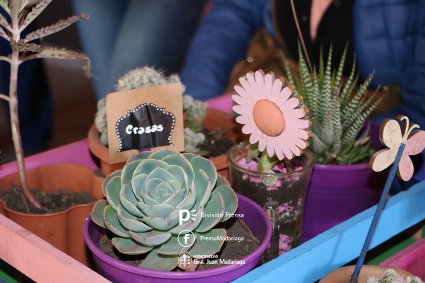 Se realizó el taller sobre cactus y suculentas