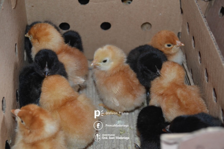 Desarrollo Social y el INTA entregaron 380 pollitas ponedoras