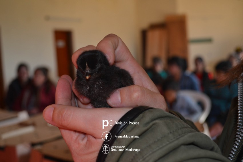 Desarrollo Social y el INTA entregaron 380 pollitas ponedoras