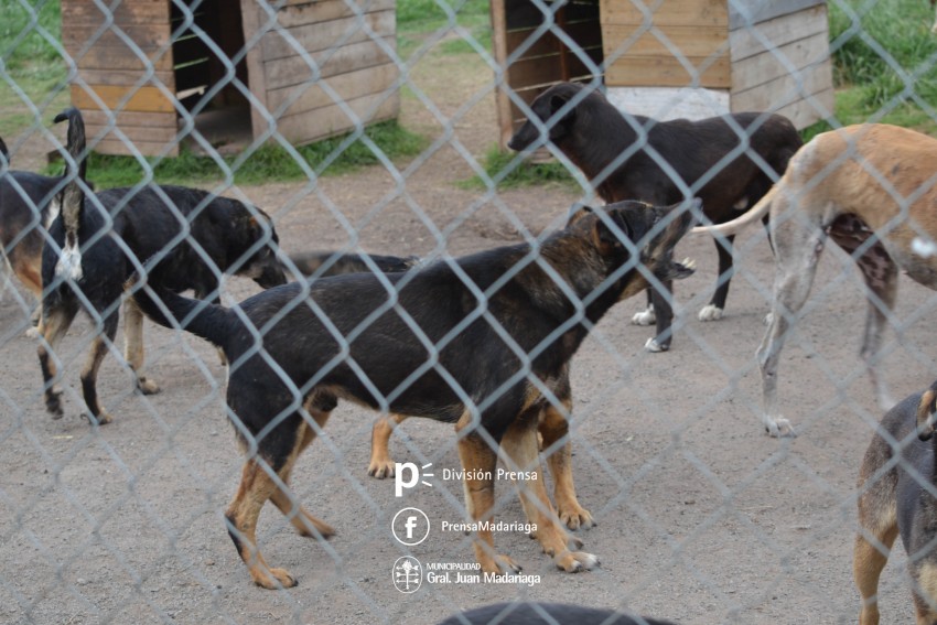 El intendente recorri el refugio municipal y anunci medidas a implem