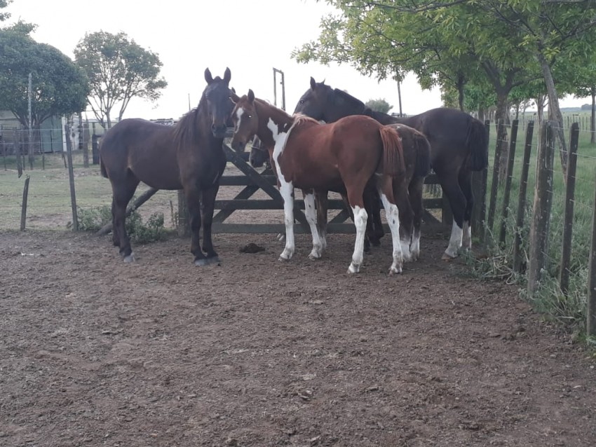 Realizaron mltiples allanamientos por un robo en el campo Querand