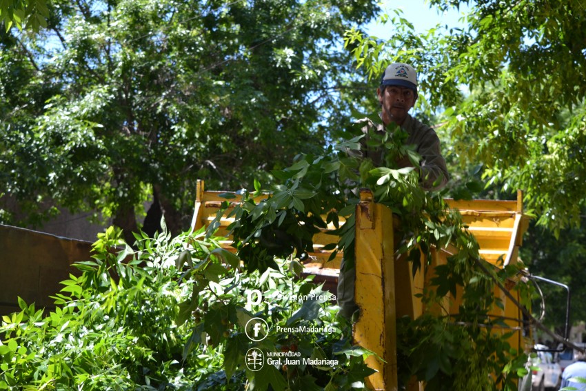 Comenzaron las podas preventivas