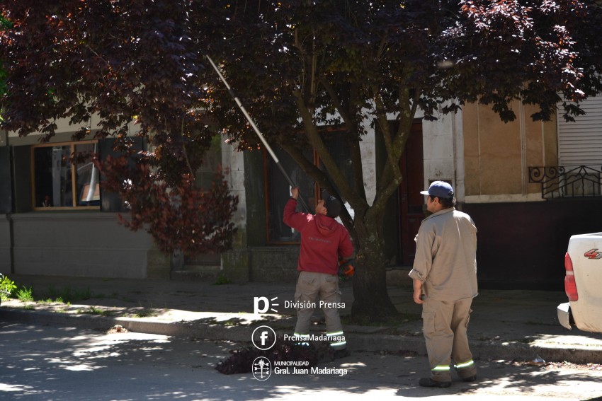 Comenzaron las podas preventivas