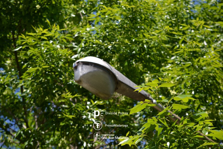 Comenzaron las podas preventivas