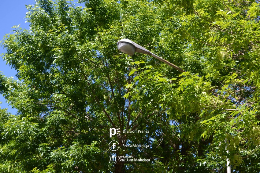 Comenzaron las podas preventivas