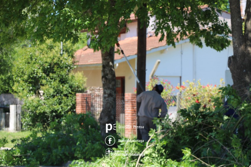 Contina la poda preventiva de rboles en va pblica
