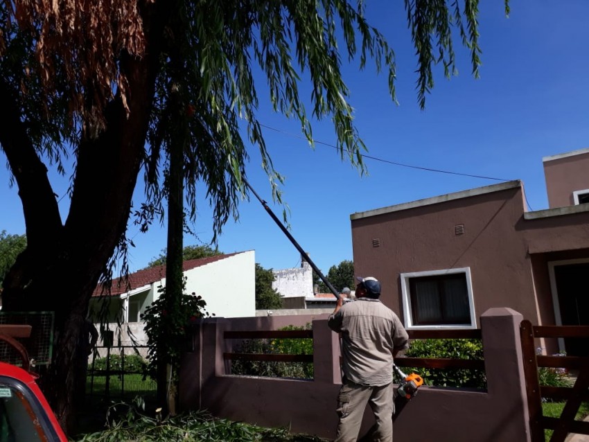 El viento provoc� la ca�da de �rboles