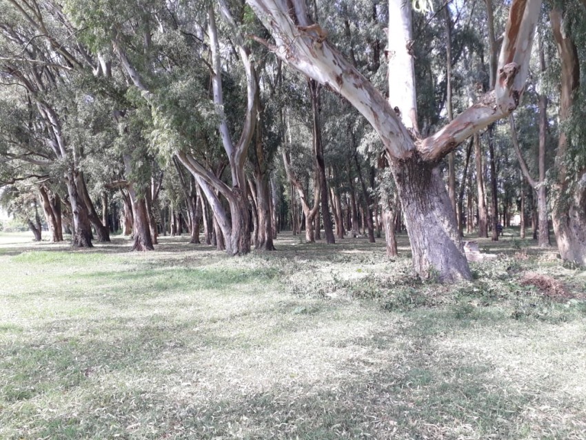 Continan con  la limpieza en el monte de la va