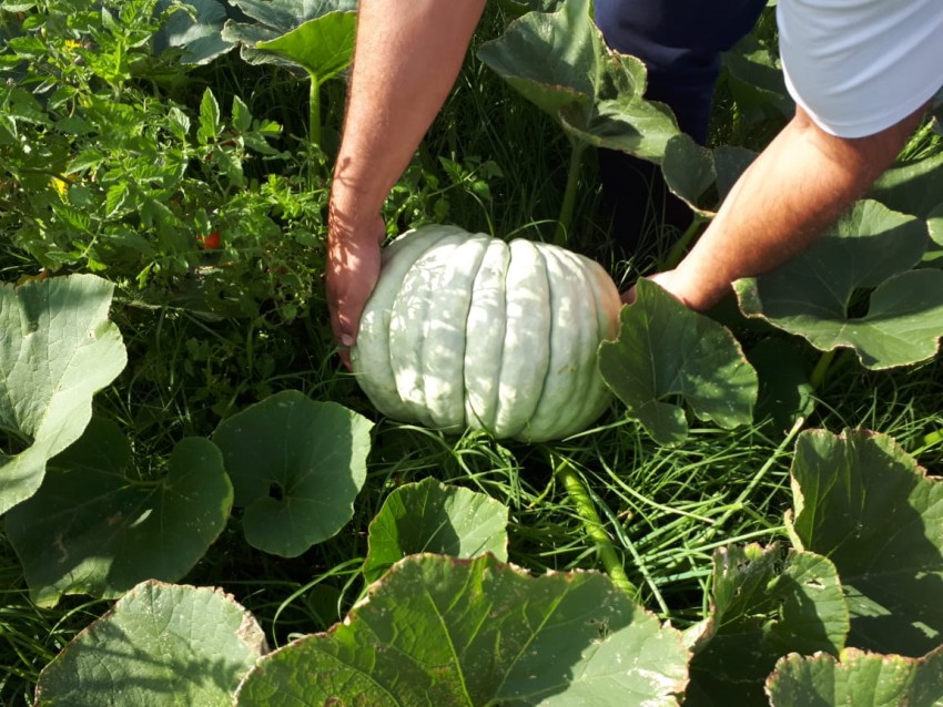 Promocionan las huertas familiares en instituciones escolares