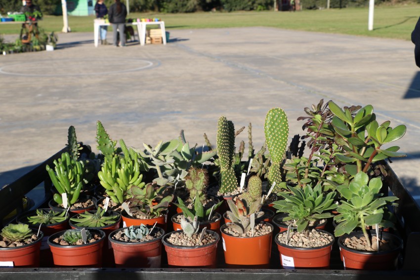 Se concret una nueva y exitosa jornada del Mercado de la Estacin