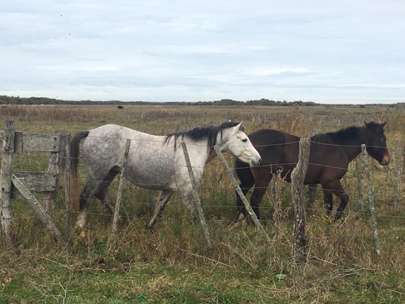 Buscan dar con los due�os de distintos equinos secuestrados por el CPR