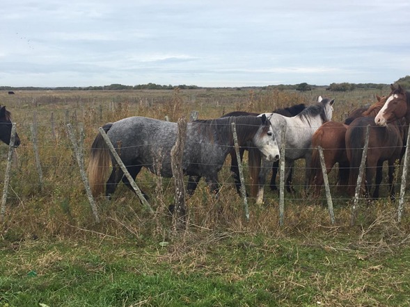 Buscan dar con los due�os de distintos equinos secuestrados por el CPR