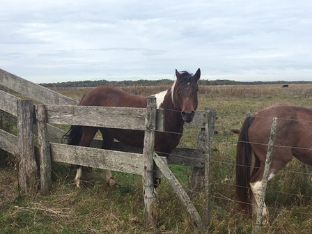 Buscan dar con los due�os de distintos equinos secuestrados por el CPR