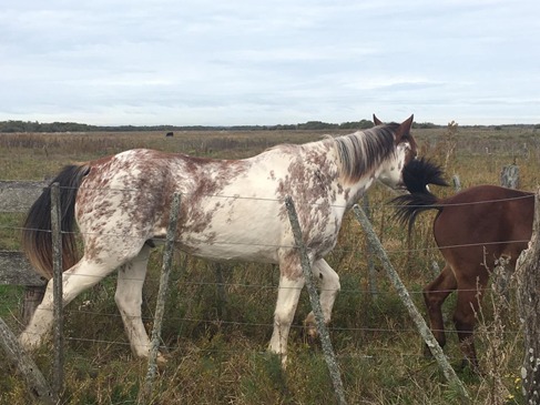Buscan dar con los due�os de distintos equinos secuestrados por el CPR