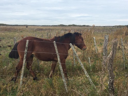 Buscan dar con los due�os de distintos equinos secuestrados por el CPR