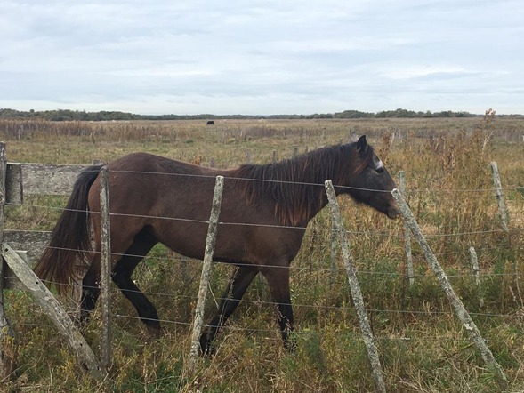 Buscan dar con los due�os de distintos equinos secuestrados por el CPR