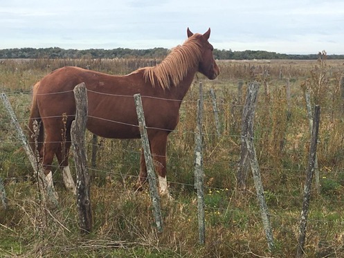 Buscan dar con los due�os de distintos equinos secuestrados por el CPR