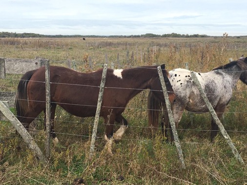 Buscan dar con los due�os de distintos equinos secuestrados por el CPR