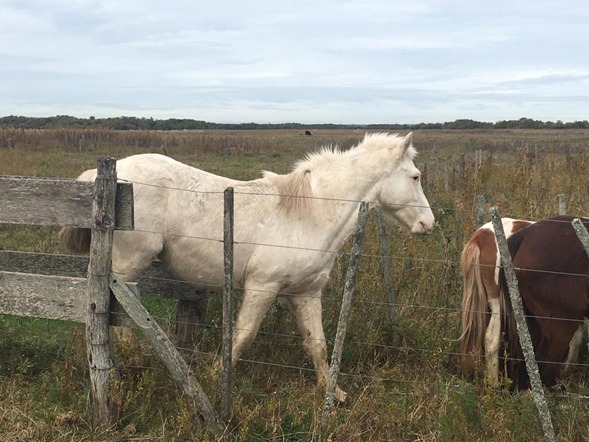 Buscan dar con los due�os de distintos equinos secuestrados por el CPR