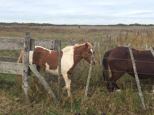 Buscan dar con los due�os de distintos equinos secuestrados por el CPR