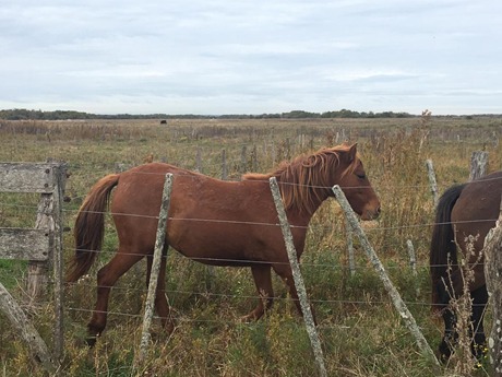 Buscan dar con los due�os de distintos equinos secuestrados por el CPR