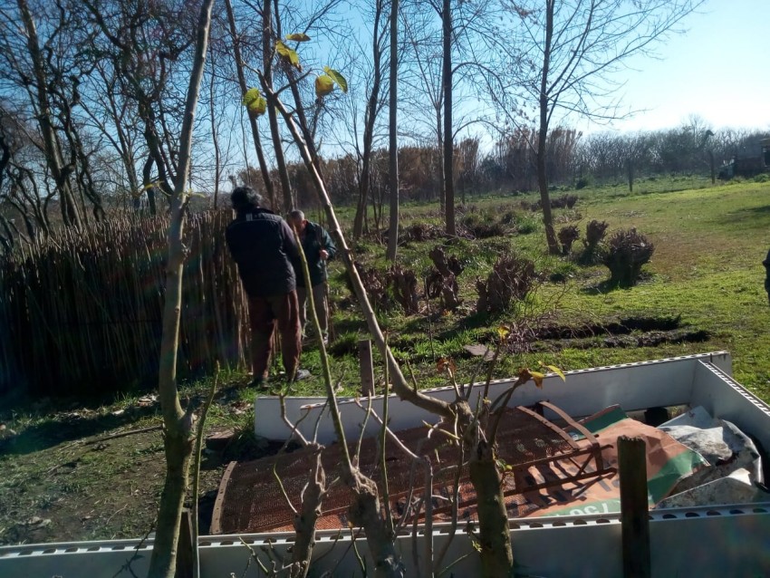 En tiempo record se otorgaron todos los lamos y sauces del vivero mun