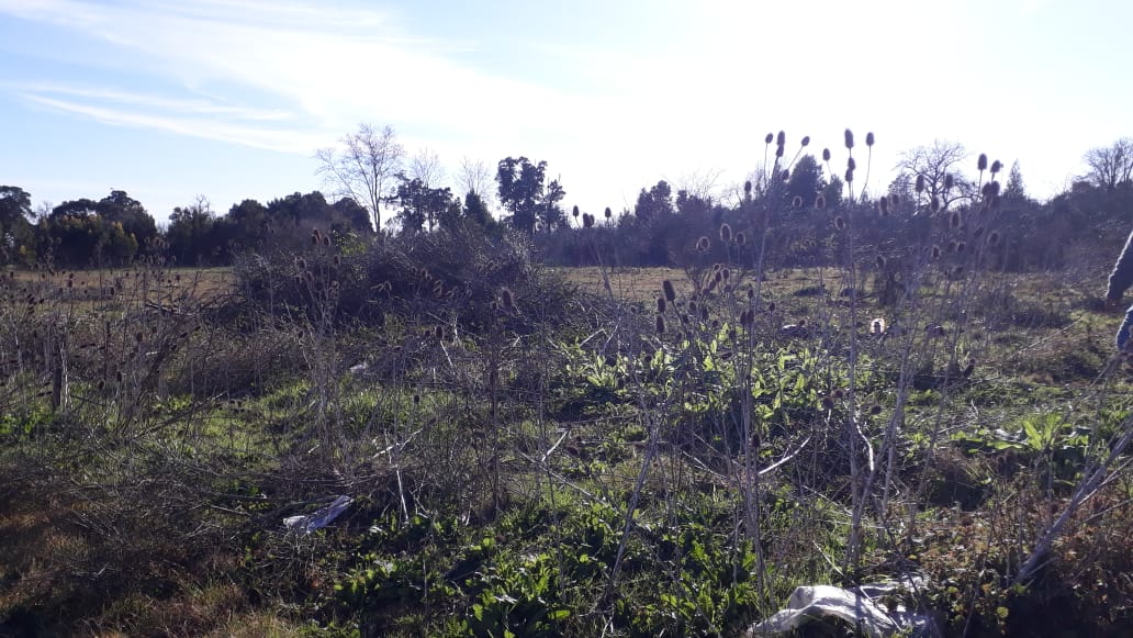 Iniciaron con los trabajos de limpieza en un nuevo lote que ser sorte