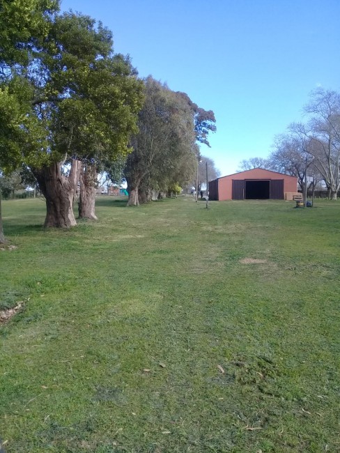 Expo rural: Empleados municipales realizan tareas de desmalezamiento e