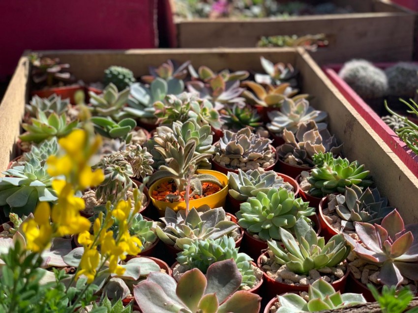 La Expo-Rural cierra su propuesta 2019 con msica y shows