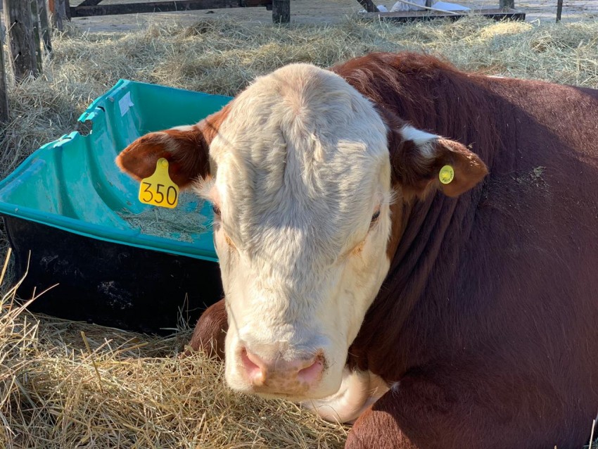 La Expo-Rural cierra su propuesta 2019 con msica y shows