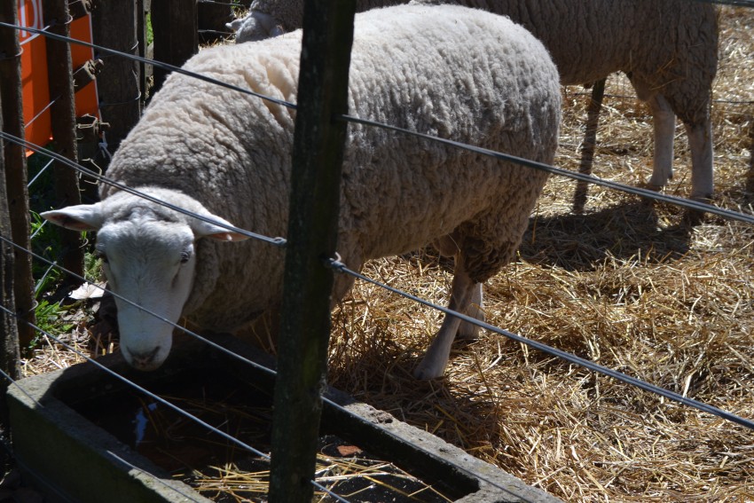 La Expo Rural culmin con una excelente jornada durante el domingo
