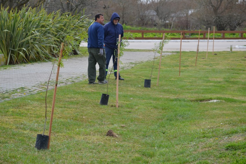 Alumnos y funcionarios plantaron árboles en el Paseo del Bicentenario