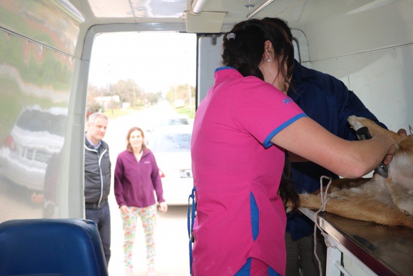 Exitosa primera jornada de castraci�n