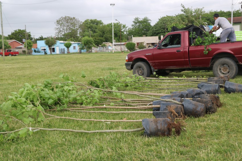 Plantaron 50 rboles en el predio de la estacin