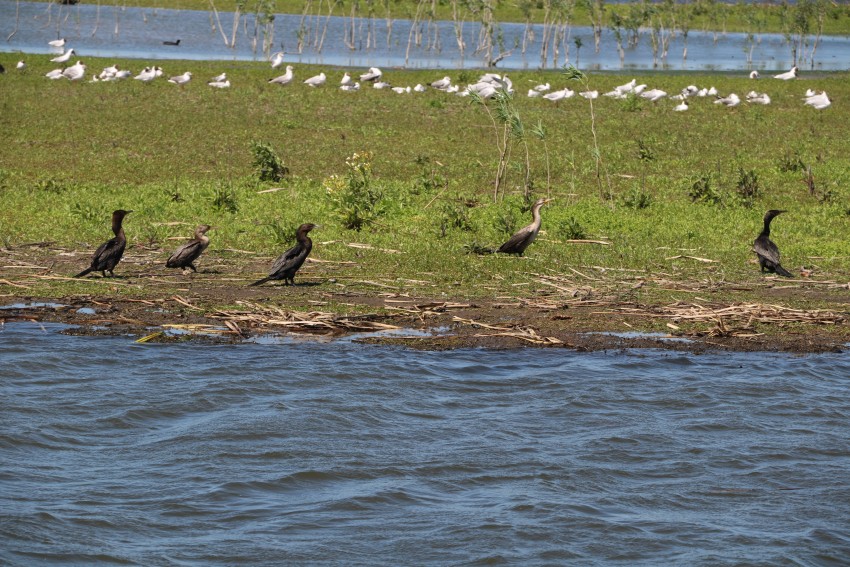 Presentaron el Master Plan de la Mansa y funcionarios recorrieron la z