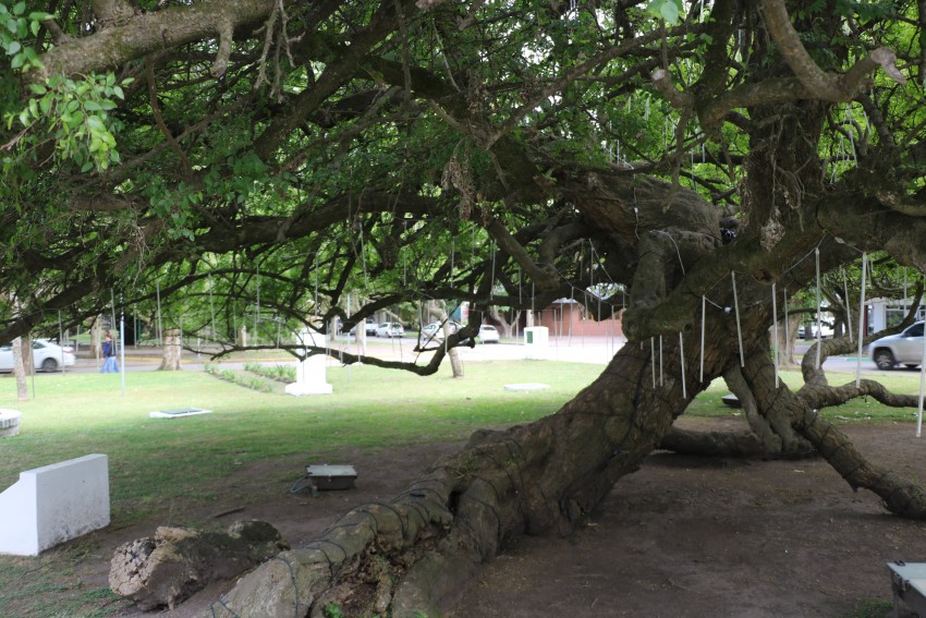 Personal municipal prepara la nueva ornamentacin navidea