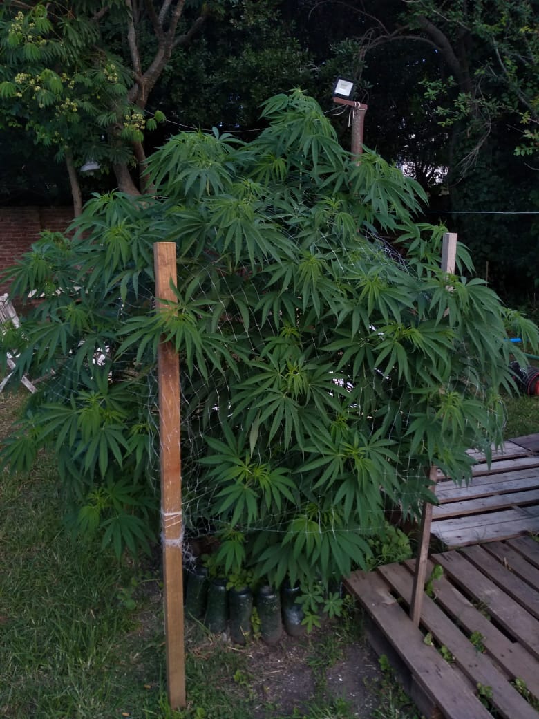 Allanamiento en el centro de Madariaga: Incautaron 31 kilos de marihua