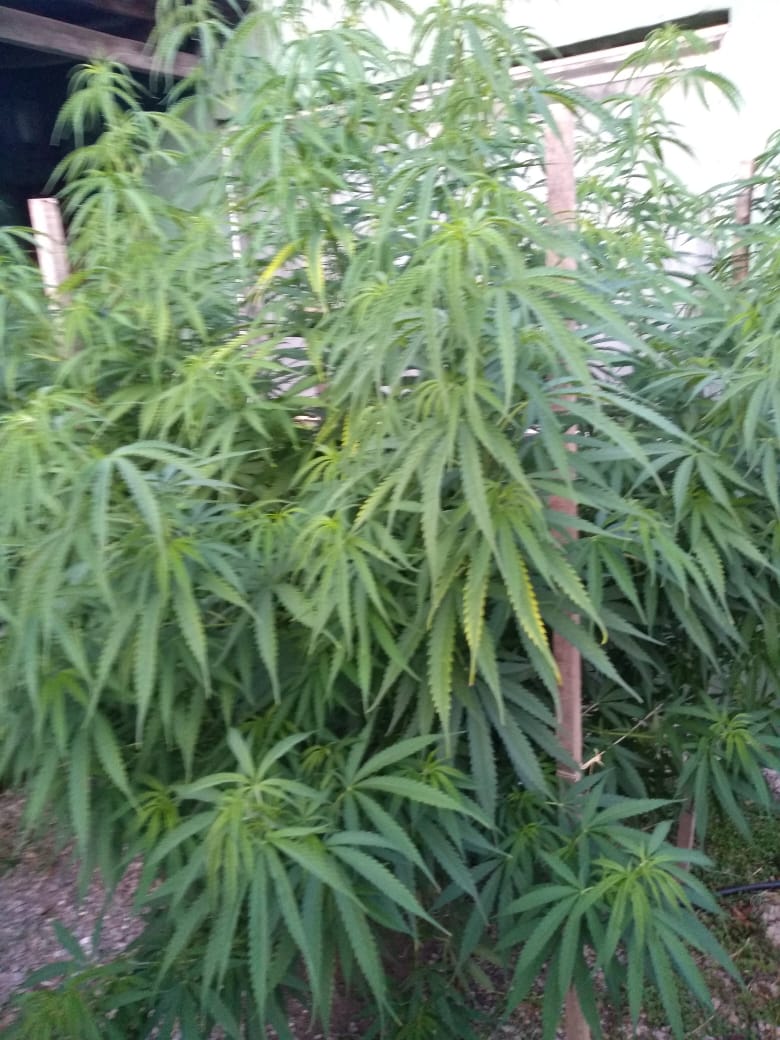 Allanamiento en el centro de Madariaga: Incautaron 31 kilos de marihua