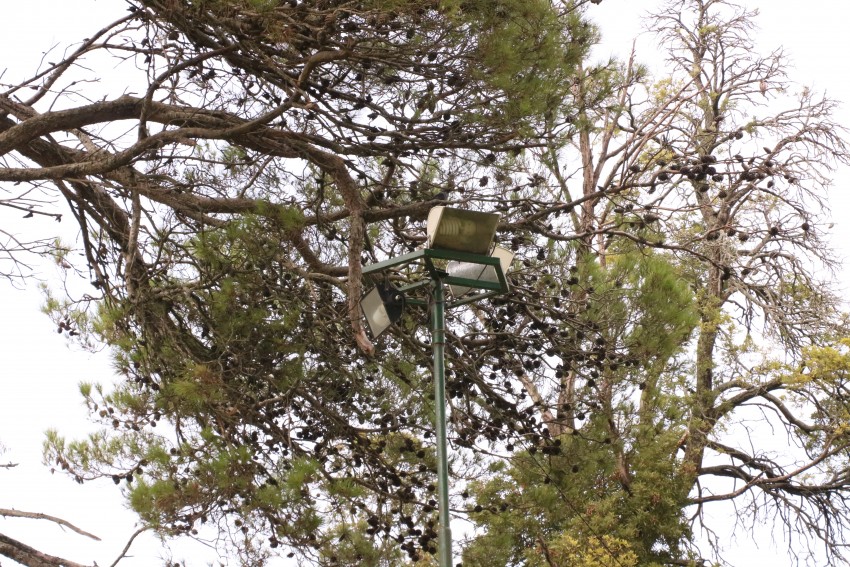 Realizaron el mantenimiento integral de luminarias en el Parque Anchor