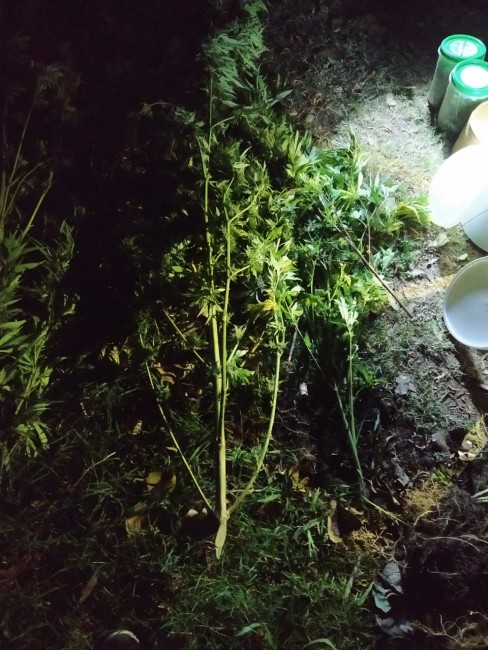 Allanamiento positivo con tres personas aprehendidas en el barrio Belg