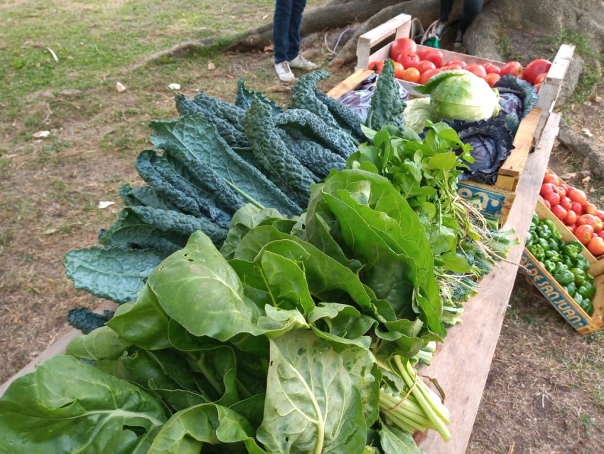 Contina la entrega de semillas para la huerta de otoo-invierno