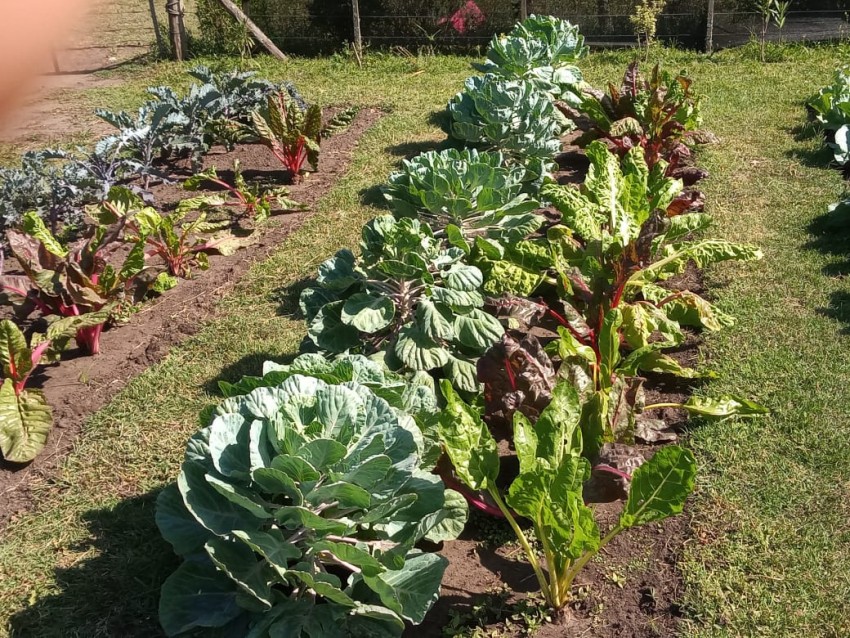 Continúa la entrega de semillas para la huerta de otoño-invierno