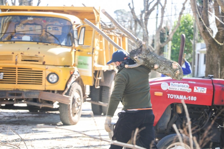 Continan las podas de rboles en la va pblica