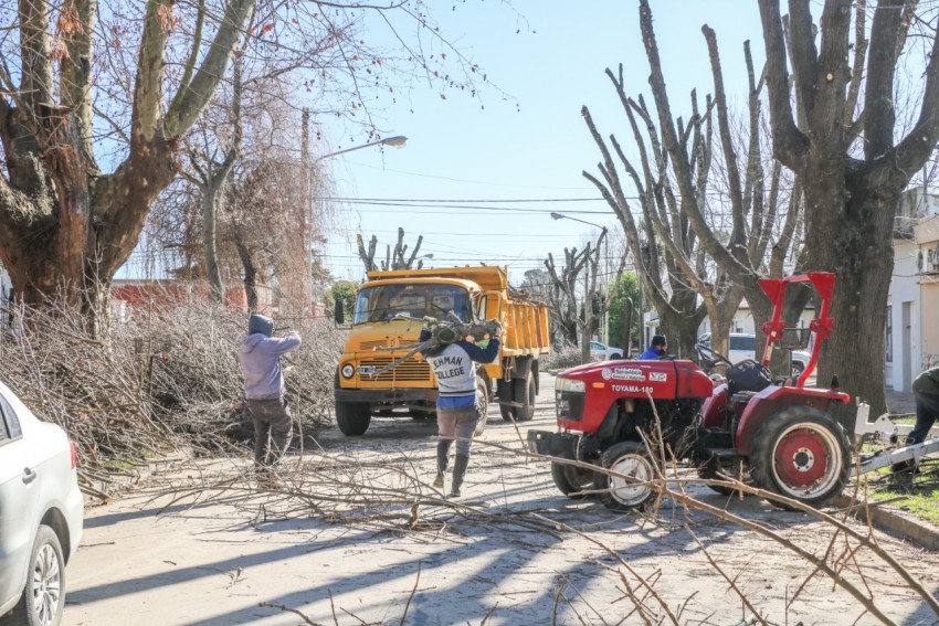 Continan las podas de rboles en la va pblica