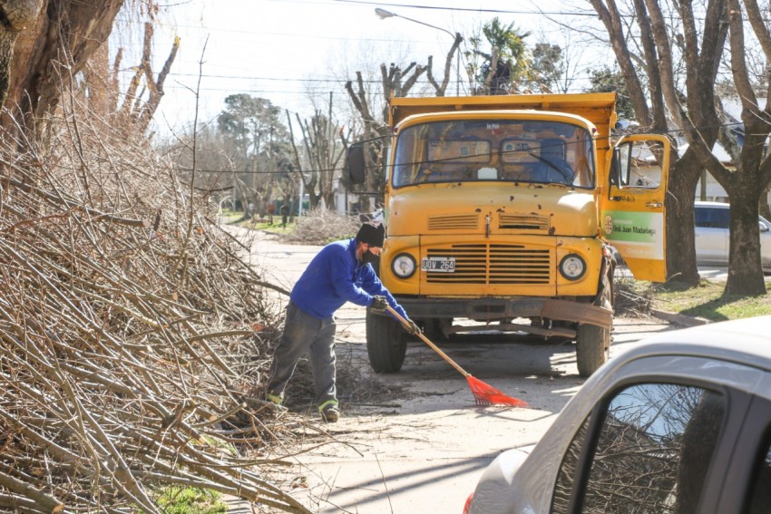 Continan las podas de rboles en la va pblica