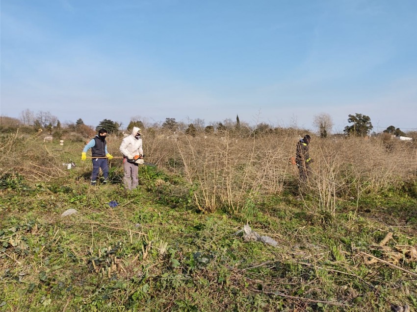 Intensificaron la limpieza de terrenos