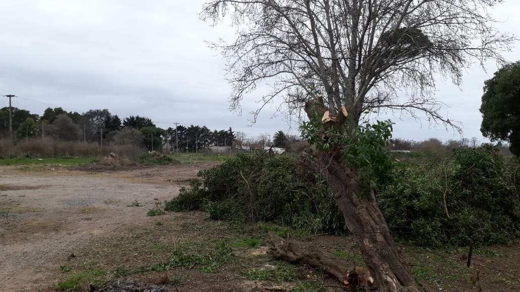 Realizan la limpieza y poda de la ex quinta de Pallieri