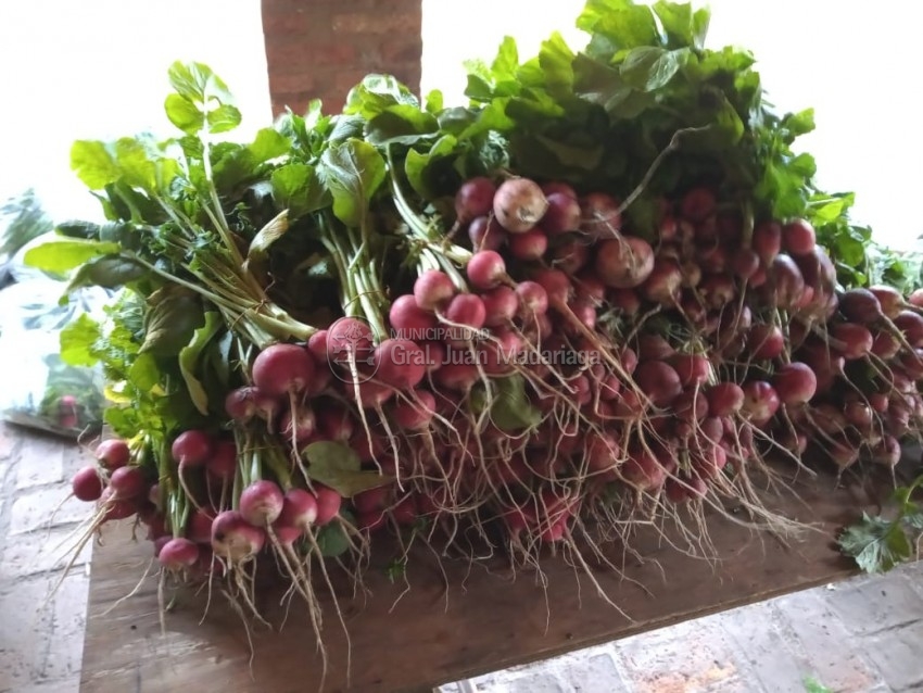 Huerteros locales vendieron 100 bolsas de verduras a Desarrollo Social