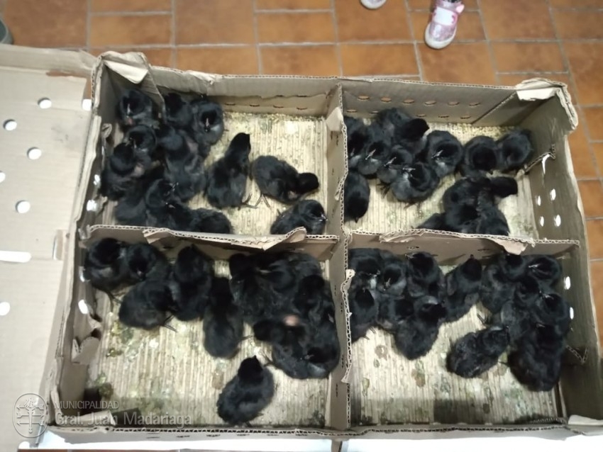 Otorgaron 50 pollas ponedoras a una familia emprendedora